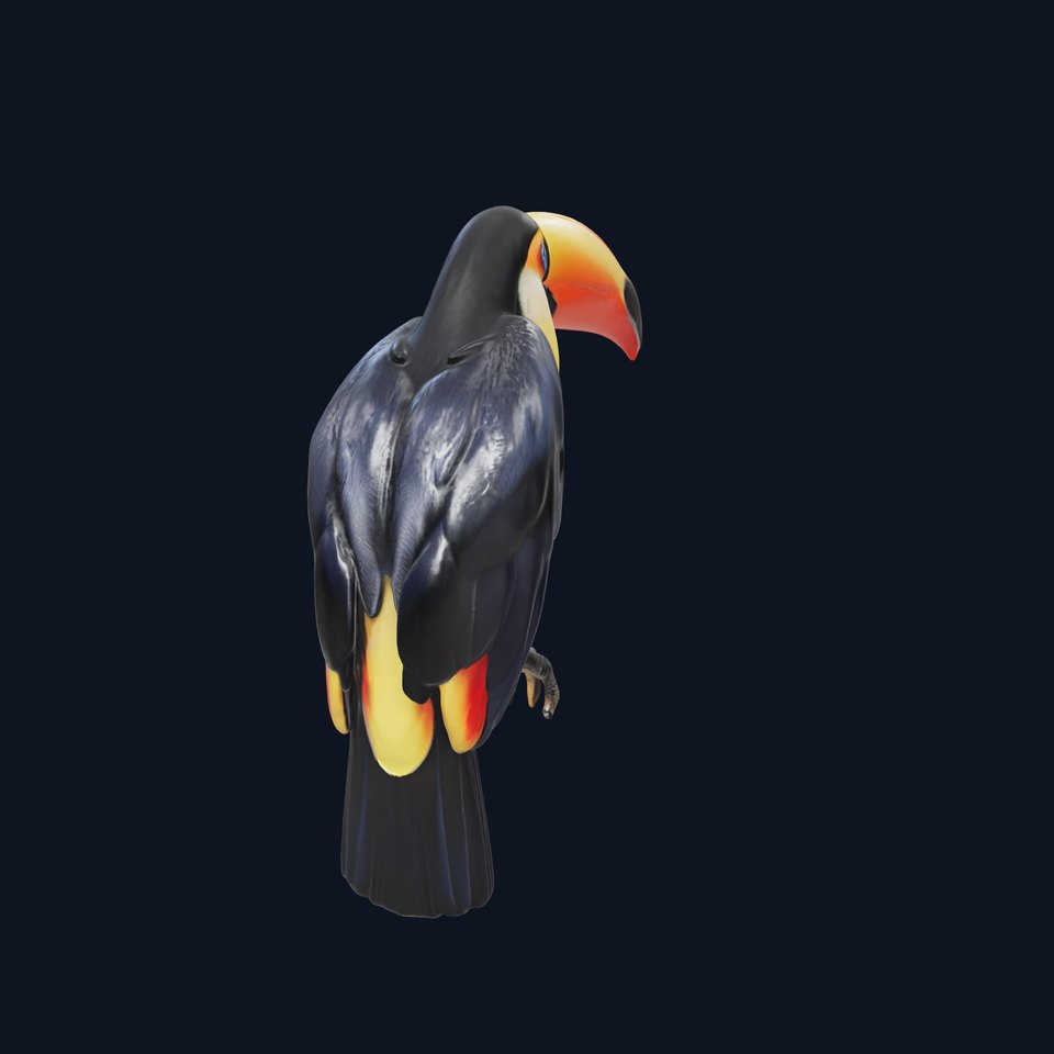 Tropical Toucan Bird D Model Pack